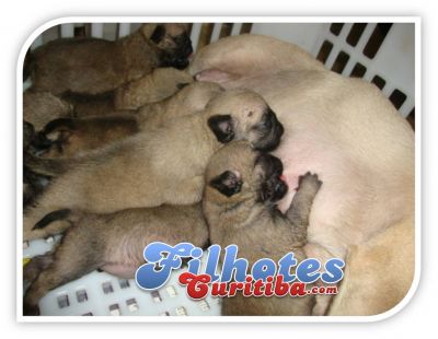 PUG LINDOS FILHOTES - CANIL EM CURITIBA