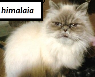 Plantel de gatas persas 