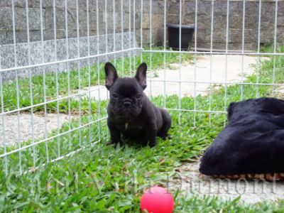 Bulldog Frances - Machos e Fêmeas - Preto c Peito Branco (Tigrado)