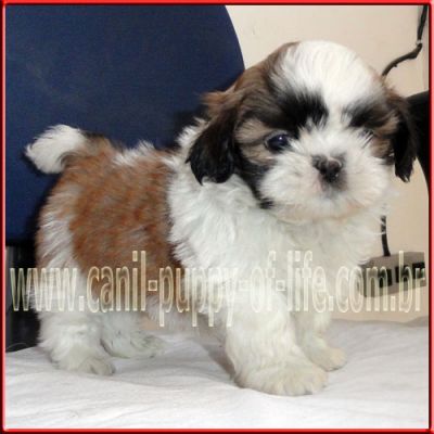 Vendo filhotes shih tzu porte pequeno