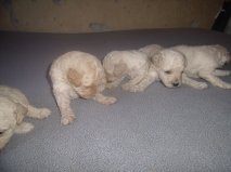 poodle toyzinhos machos e femeas