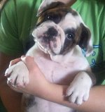 bem treinados Inglês bulldog cachorros para adopção de novas casas.