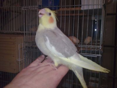 Calopsitas mansas e ariscas