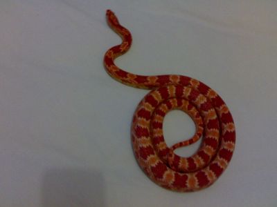 Corn Snake/Cobra do Milho