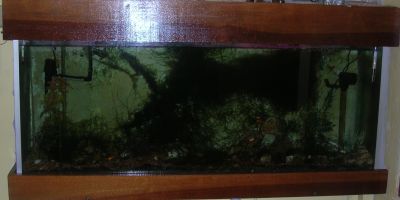 Aquário completo com capacidade total 250 litros de água