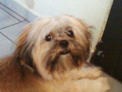 shih tzu 