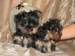dois filhotes de yorkshire terrier adorável