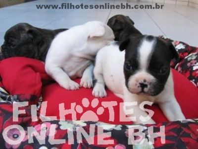 Bulldog Francês - Canil Filhotes On Line BH