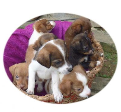 Lindos cachorrinhos e gatos Para Adoção.