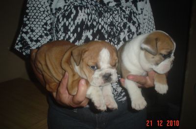 VENDO FILHOTES DE CACHORROS. 4361-8917 OU 7694-5581