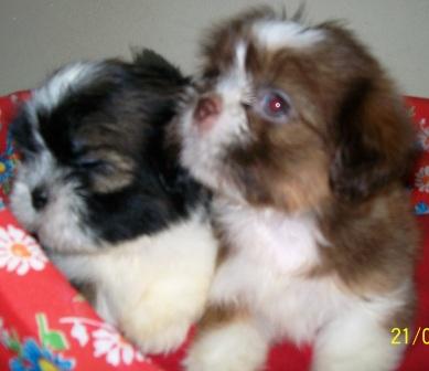 Filhote, shih tzu, Porto Alegre, Pet Shop,