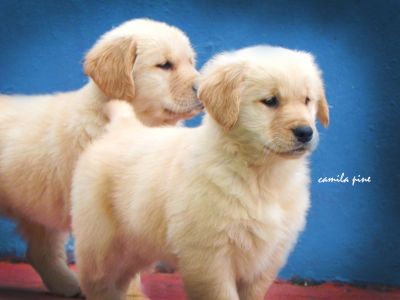 Golden Retriever ninhada maravilhosa enviamos para todo Brasil