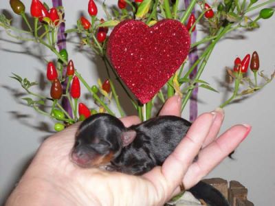 ***YORK*** lindas ninhadas