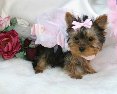 filhotes para adoção