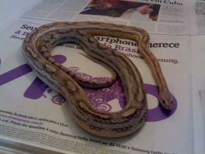 Corn Snake/Cobra do Milho