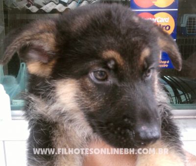 Pastor Alemão - Canil Filhotes On Line BH