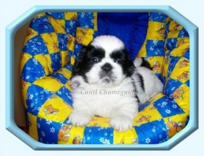 Vendo Shih-Tzu