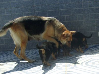  Filhote de pastor alemão 