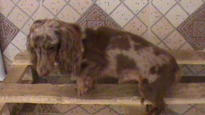 Lindas femeas de dasch/teckel mini pelo longo