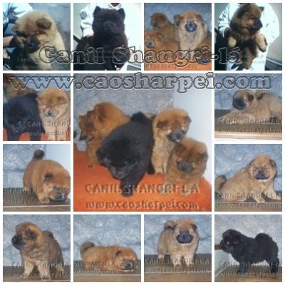 SHARPEI & CHOW-CHOW, OS CÃEZINHOS MAIS FOFOS DO MUNDO em até 18X