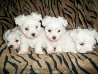 venda de filhotes de maltes