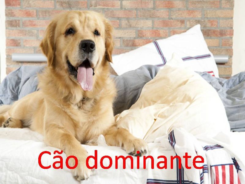 Terapeuta Comportamental  De  Cães