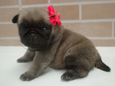 Pug Filhotes em Curitiba - Canil de Pug em Curitiba
