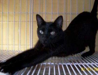 Pet shop, doação, felino, gata, porto alegre,