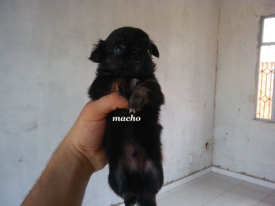 Lindos Filhotes de Chihuahua