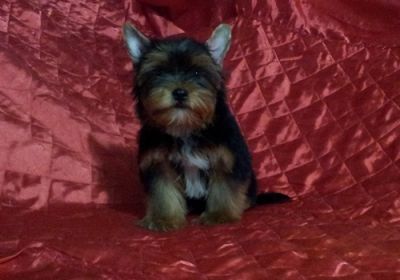 Filhote de Yorkshire Terrier portador de Biewer 