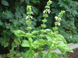 Mudas e Sementes de Plantas Medicinais e Ornamentais