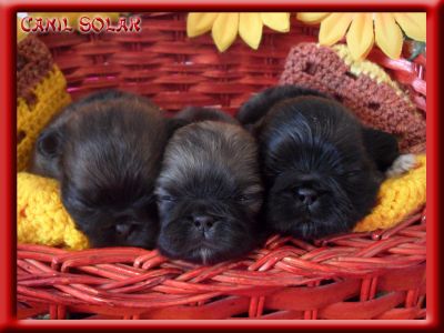 Pequines - Canil Solar Dogs House