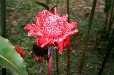 TERAPIA FLORAL