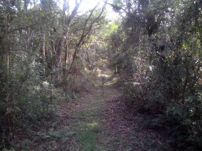 Chacara com treze alqueires ótima para reflorestamento.