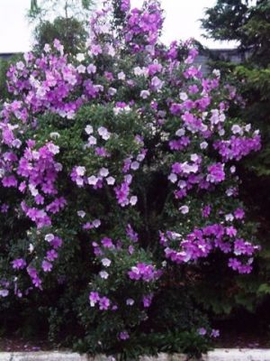 casa de madeira de lei.