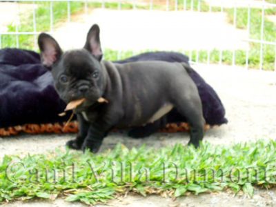 Bulldog Frances - Machos e Fêmeas - Preto c Peito Branco (Tigrado)