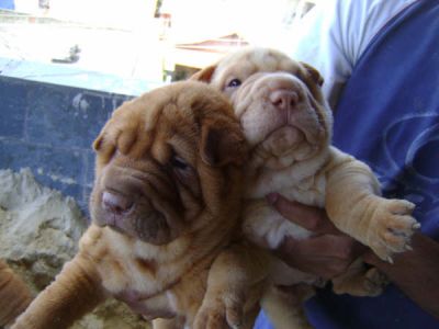 Sharpei - Canil Filhotes On Line BH