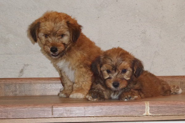   Filhote Fêmea de Cão De Crista Chinês Powderpuff Hibrico - Promoção