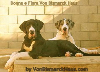 DOGUE ALEMÃO 