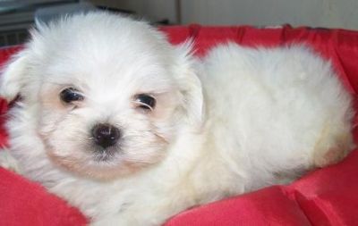 Pet Shop, venda, cachorro, raça, Maltes, Porto Alegre,