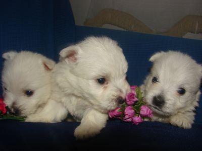 Lindos filhotes de west o cãozinho da IG