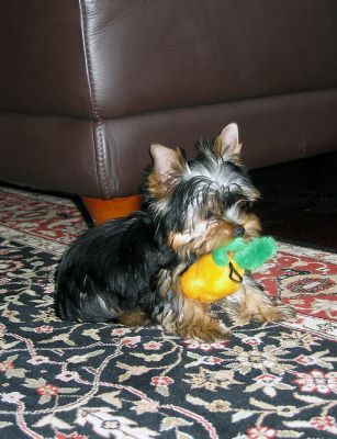 Yorkshire para adoção