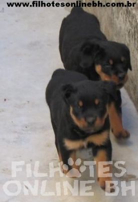 Rottweiler - Canil Filhotes On Line BH
