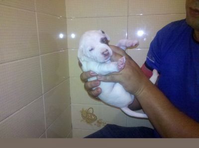 PIT BULL RED NOSE