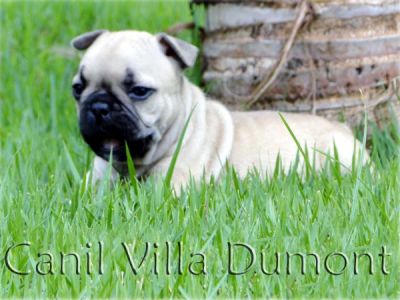 Bulldog Frances - Fêmea Dourada (da mesma cor do cão da propaganda do carro Jetta)