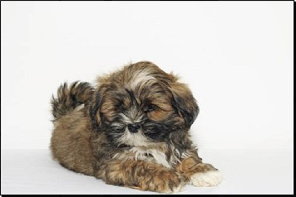 Filhotes de Lhasa Apso