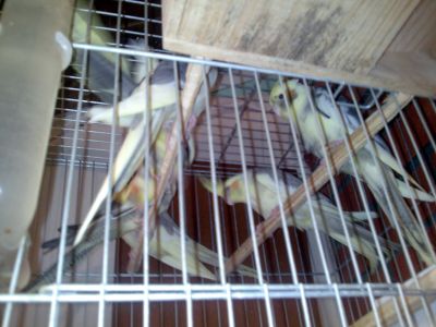 Calopsitas para vendas