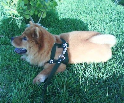 VENDO FILHOTE DE CHOW CHOW C/ PEDIGREE - MACHO
