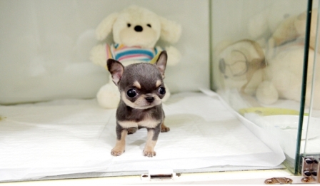Dois filhotes de cachorro chihuahua micro lisas para adoção