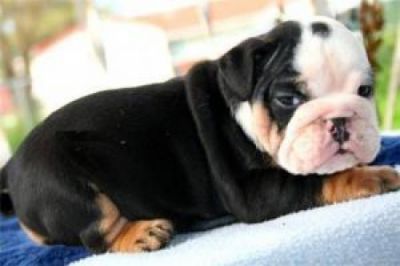  Bulldog Ingles cachorros